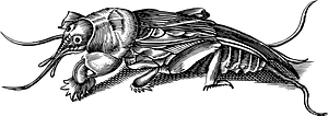 Insect