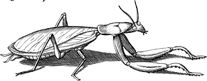 Insect