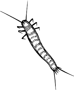Insect