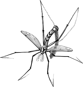 Insect