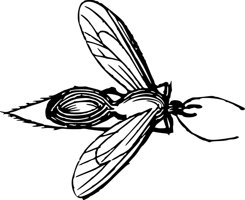 Insect