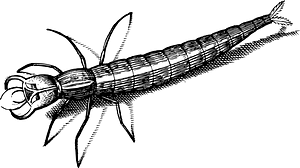 Insect