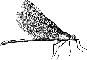 Insect