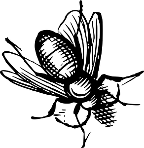 Insect