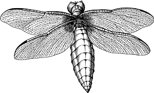 Insect