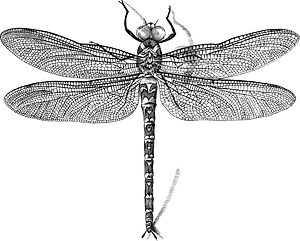 Insect