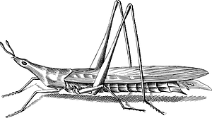 Insect