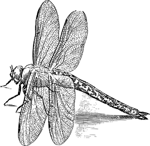 Insect