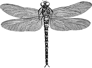 Insect