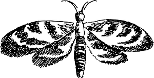 Insect