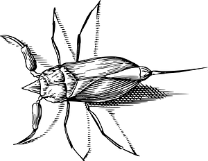 Insect
