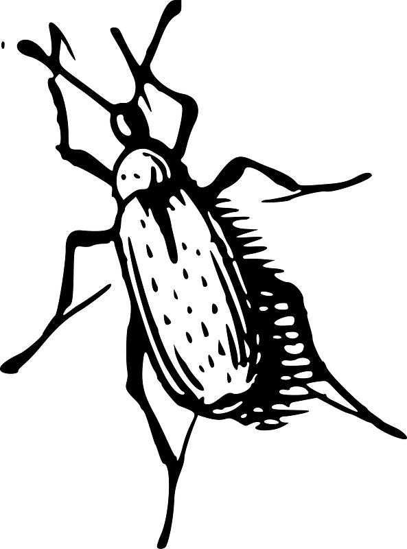 Insect