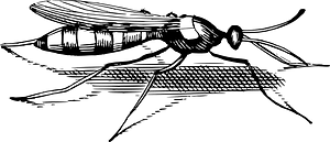 Insect