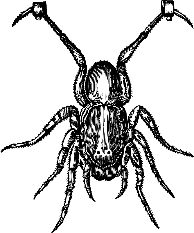 Böcek