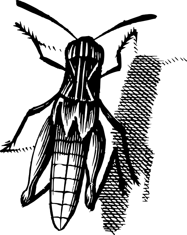 Insect