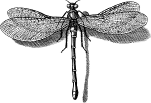 Insect