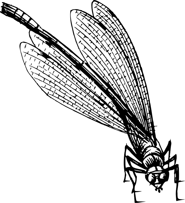 虫