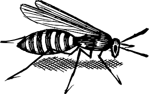 Insect