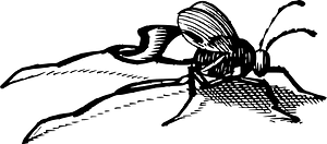 Insect