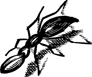 Insect