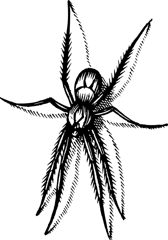 Spider