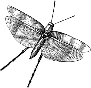 Insect