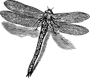 Drangonfly