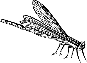 Con chuồn chuồn