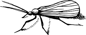 Insect