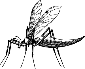 Insect