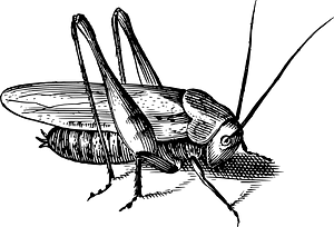 Insect