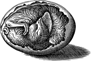 Insect