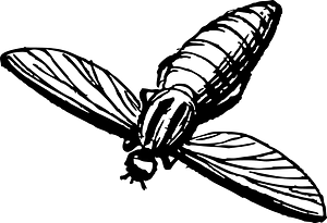 Insect