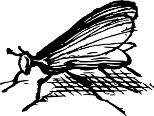 Insect