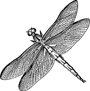 Insect