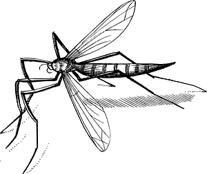 Insect