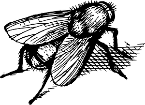 Insect