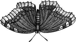 Insect