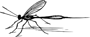 虫