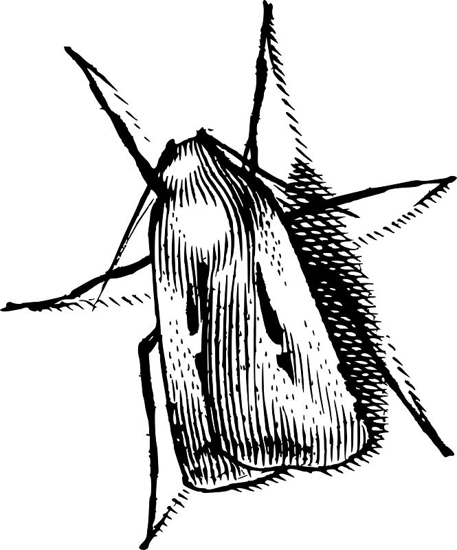 Insecte
