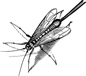 Insect