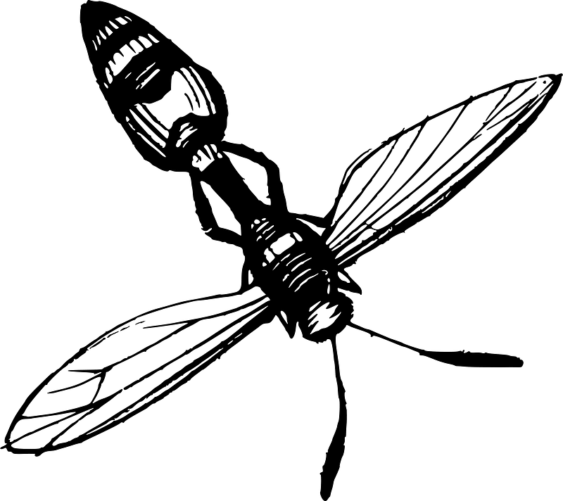 Insect