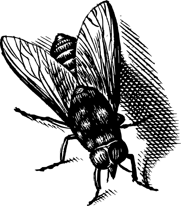 Insecte
