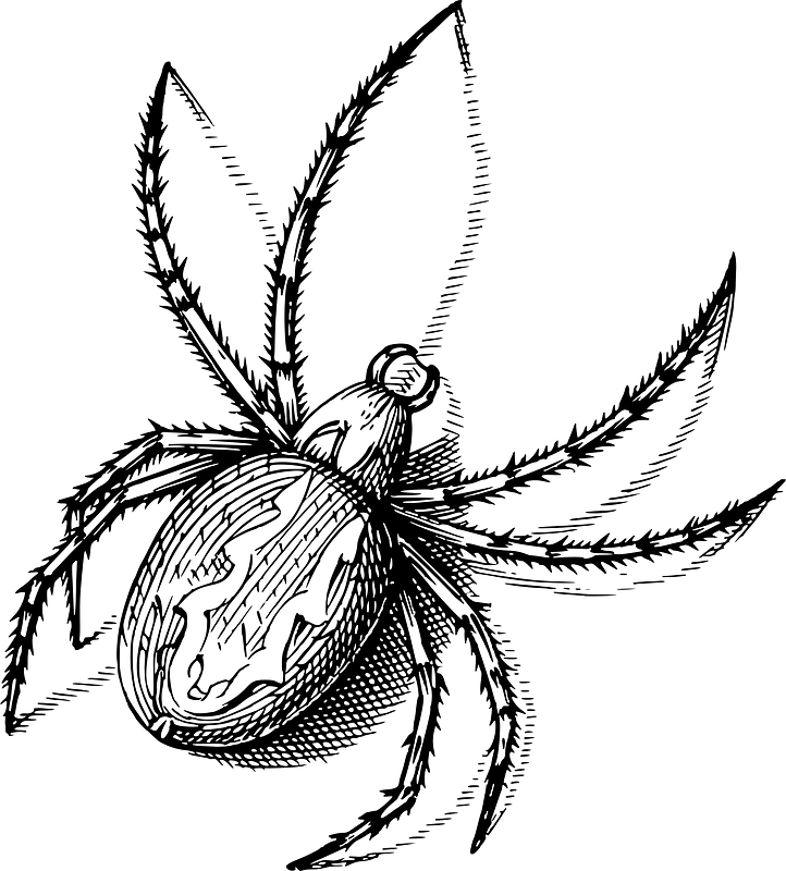 Павук