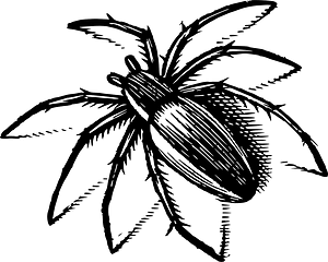 Spider
