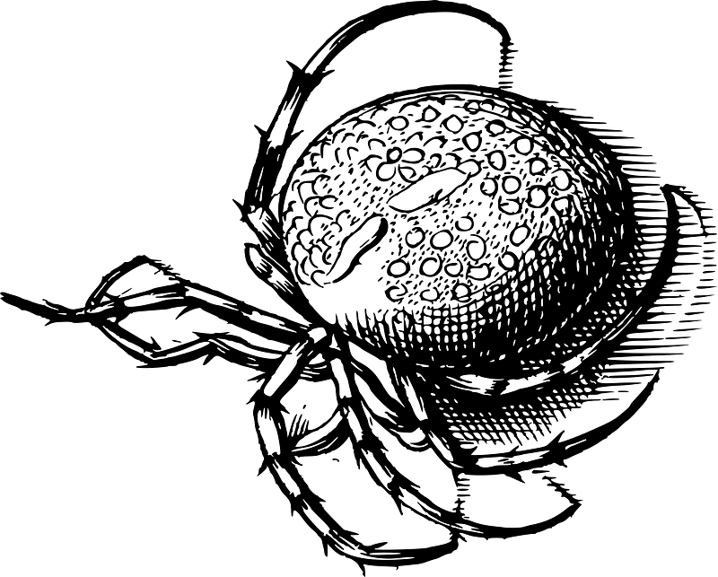 Паук
