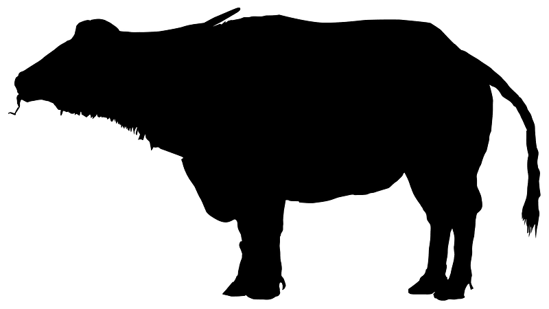 Aquatic water buffalo silhouette