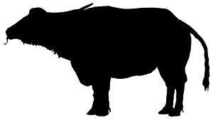 Aquatic water buffalo silhouette