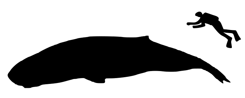 Brygmophyseter size