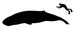 Brygmophyseter size